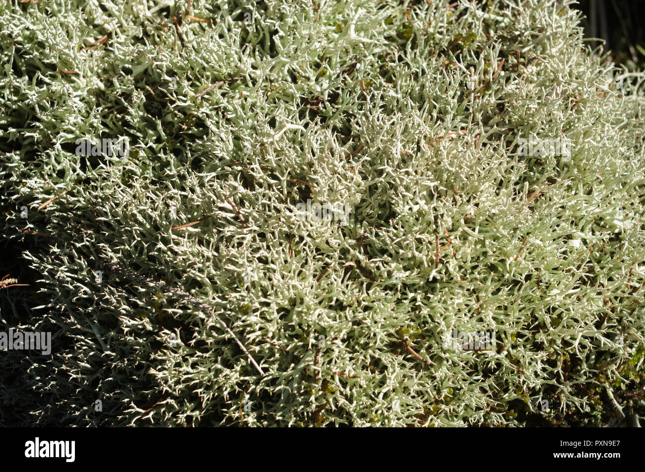 Dichten Busch der Weißen macrolichens. Stockfoto