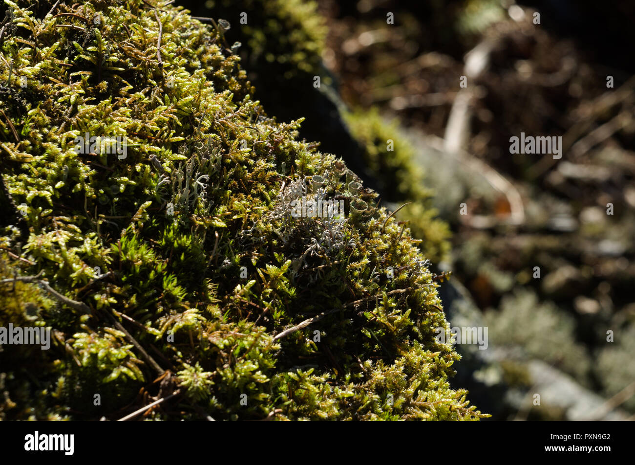 Kleine Klumpen von Moos und Flechten auf Felsen. Stockfoto