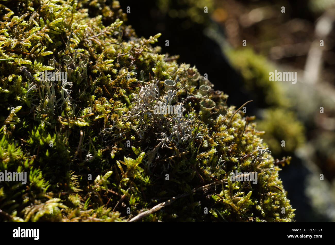 Kleine Klumpen von Moos und Flechten auf Felsen. Stockfoto