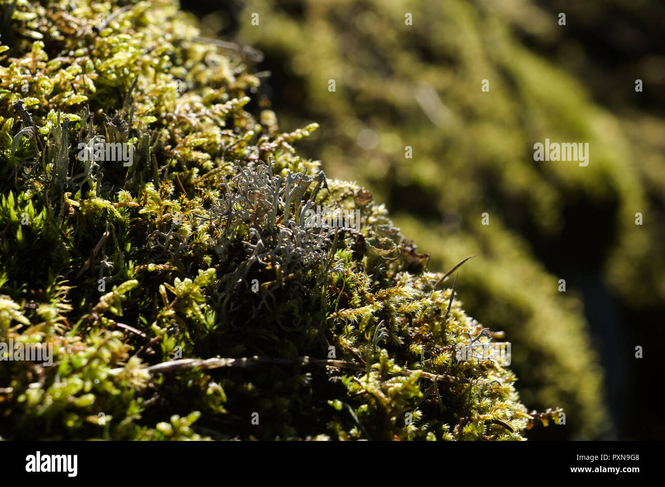 Kleine Klumpen von Moos und Flechten auf Felsen. Stockfoto