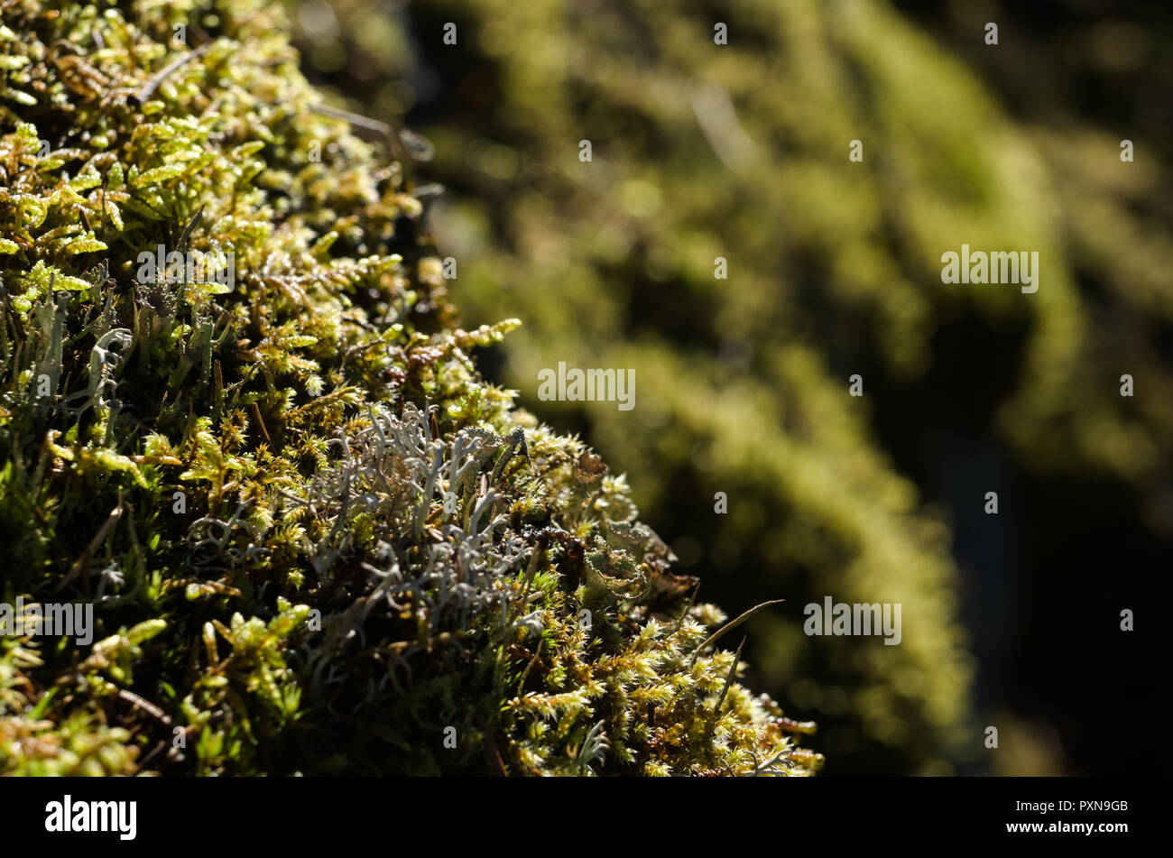 Kleine Klumpen von Moos und Flechten auf Felsen. Stockfoto