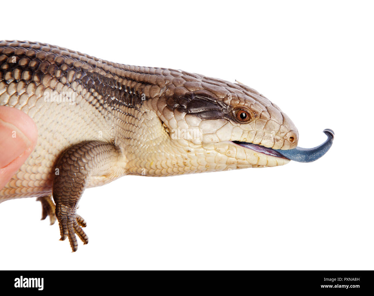 East Coast Blue Tongue Lizard isoliert auf weißem Stockfoto