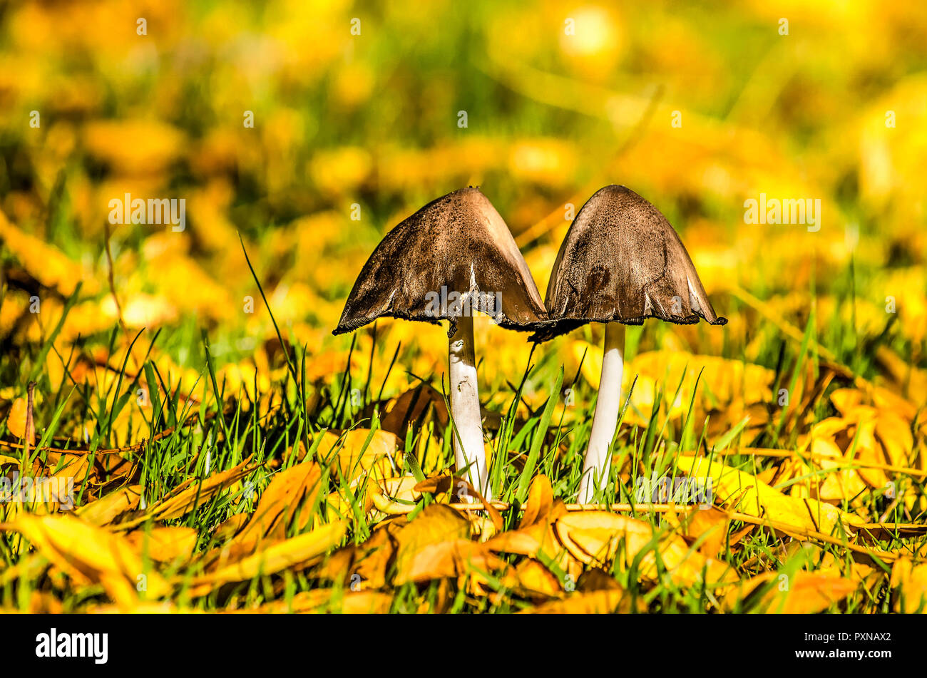 Zwei Pilze mit dunklen Grau konische Kappen und dünne weiße Stängel wächst auf einem Rasen mit verstreuten gelblich braun Blätter im Herbst Stockfoto
