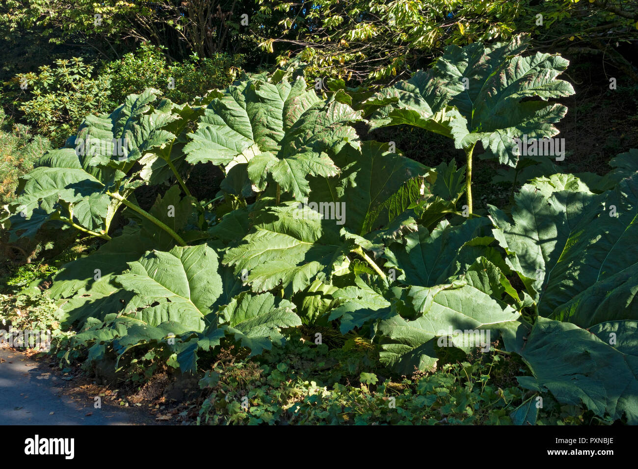 Gunneras gunnera manicata andere gebräuchliche Bezeichnungen Riesen-Rhabarber oder chilenischer Rhabarber England Großbritannien Großbritannien Großbritannien Großbritannien Großbritannien Großbritannien Großbritannien Großbritannien Stockfoto