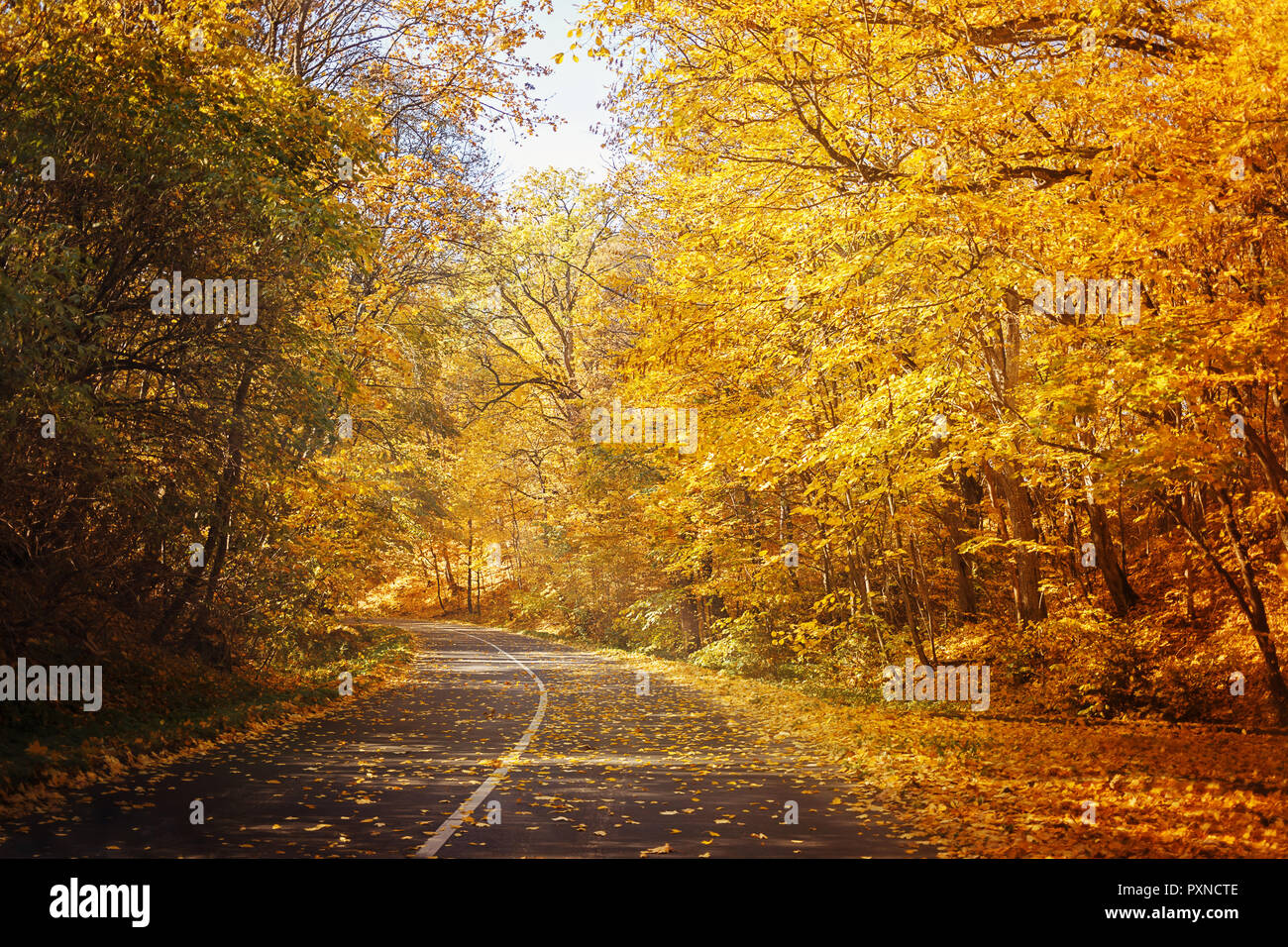 Gewundene Asphaltstraße in Gelb geheimnisvolle Herbst Wald während der sonnigen Tag Stockfoto