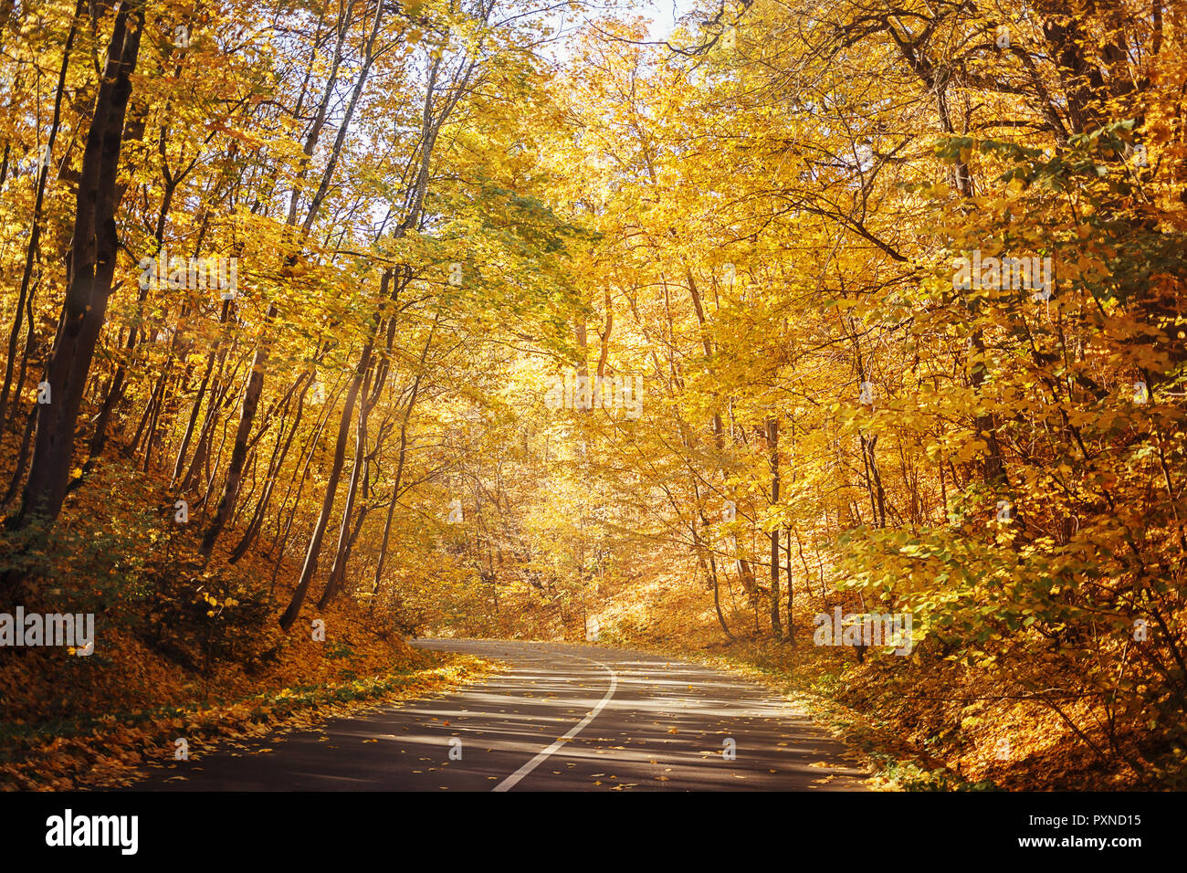 Gewundene Asphaltstraße in Gelb geheimnisvolle Herbst Wald während der sonnigen Tag Stockfoto