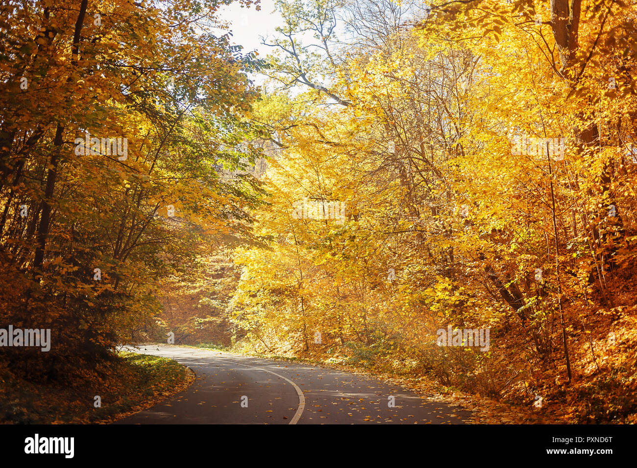 Gewundene Asphaltstraße in Gelb geheimnisvolle Herbst Wald während der sonnigen Tag Stockfoto