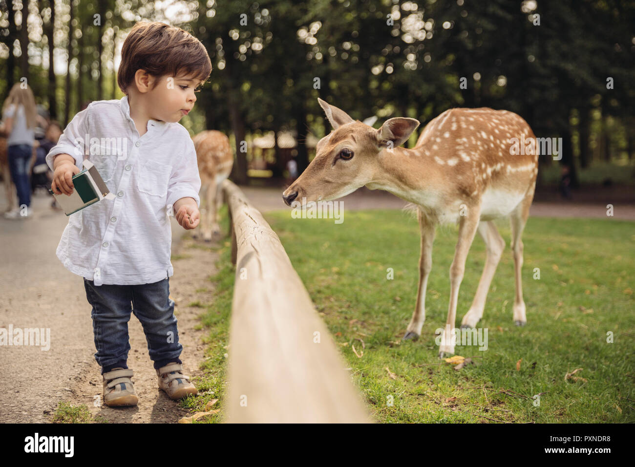 Ernährung von Kleinkindern Rehe in einem wilden Park Stockfoto