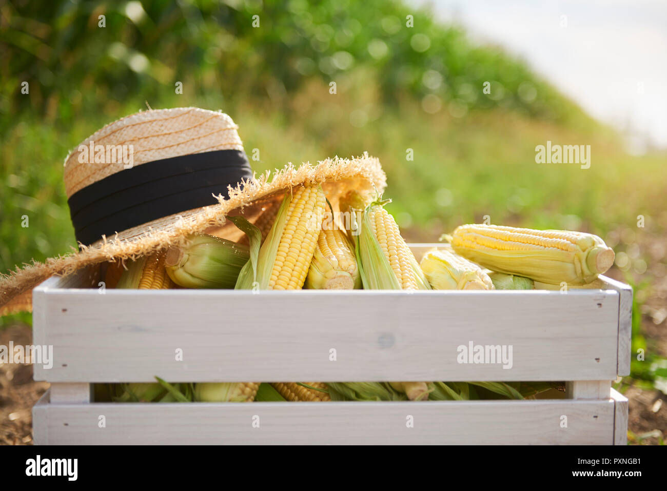 Maiskolben und Stroh Hut in der Holzkiste auf dem Feld Stockfoto