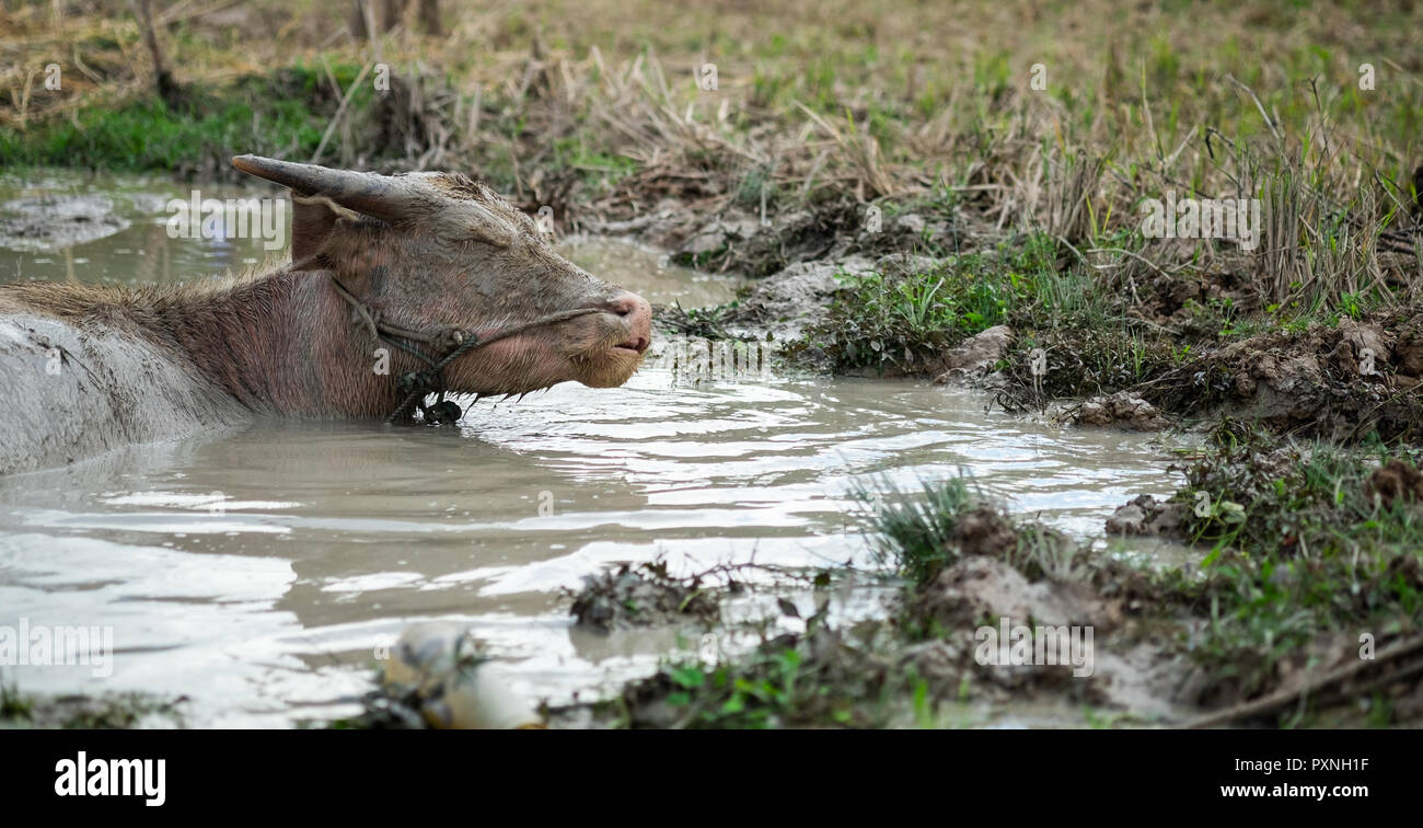 Eine junge Buffalo Schlamm ist, schläft gerne Sumpf. Stockfoto