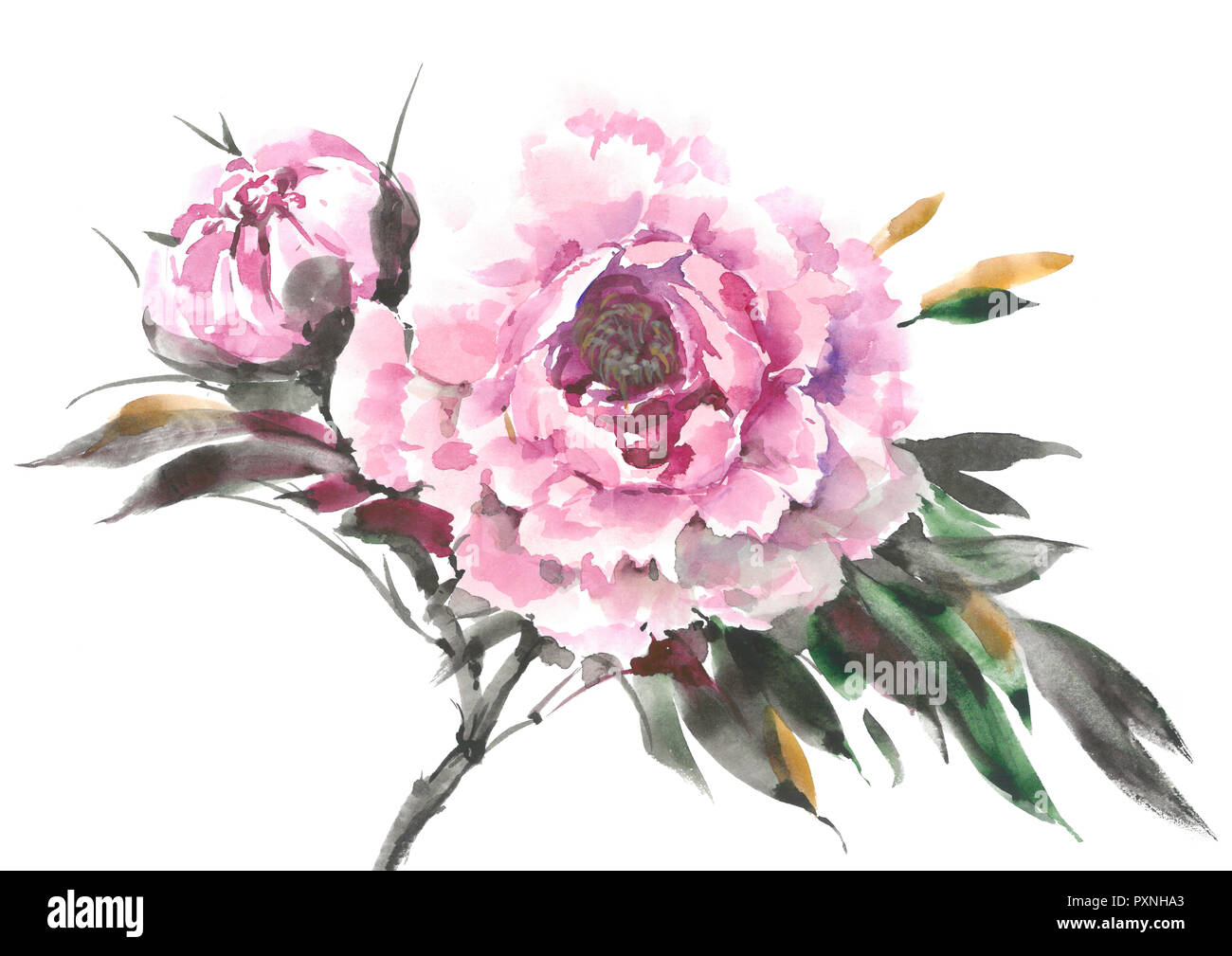 Eine sanfte rosa Ranunkeln. Ein PION-rose geprägt. Aquarell Blumen. Aquarell Hintergrund. Stockfoto