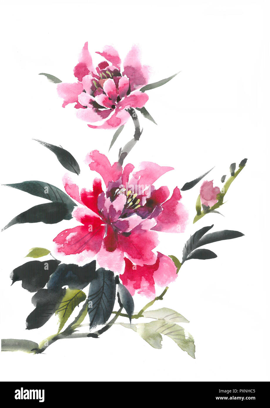 Aquarell Blumen Bluhende Rosa Pfingstrose Aquarell Hintergrund Stockfotografie Alamy