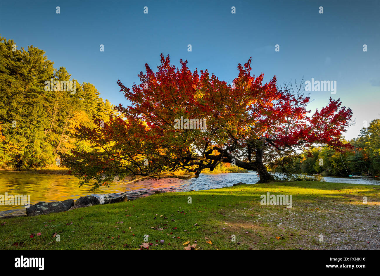 Ein Baum mit Farben Stockfoto