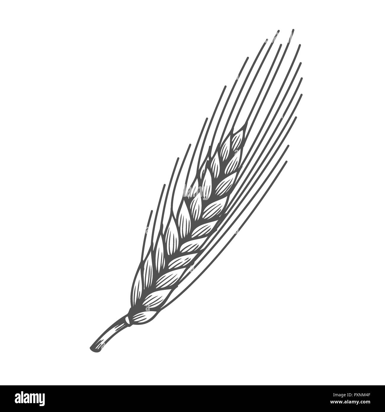 Brot aus Weizen Ohren Getreide Skizze handgezeichnete Illustrationen. Schwarz Ohr auf weißem Hintergrund. Gluten Lebensmittelzutat Gravur Retro Vintage Stockfoto