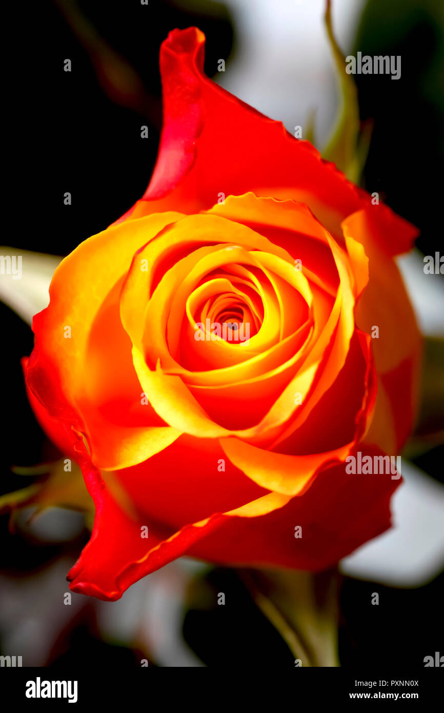 Red orange Rose Blume, Nahaufnahme Stockfoto