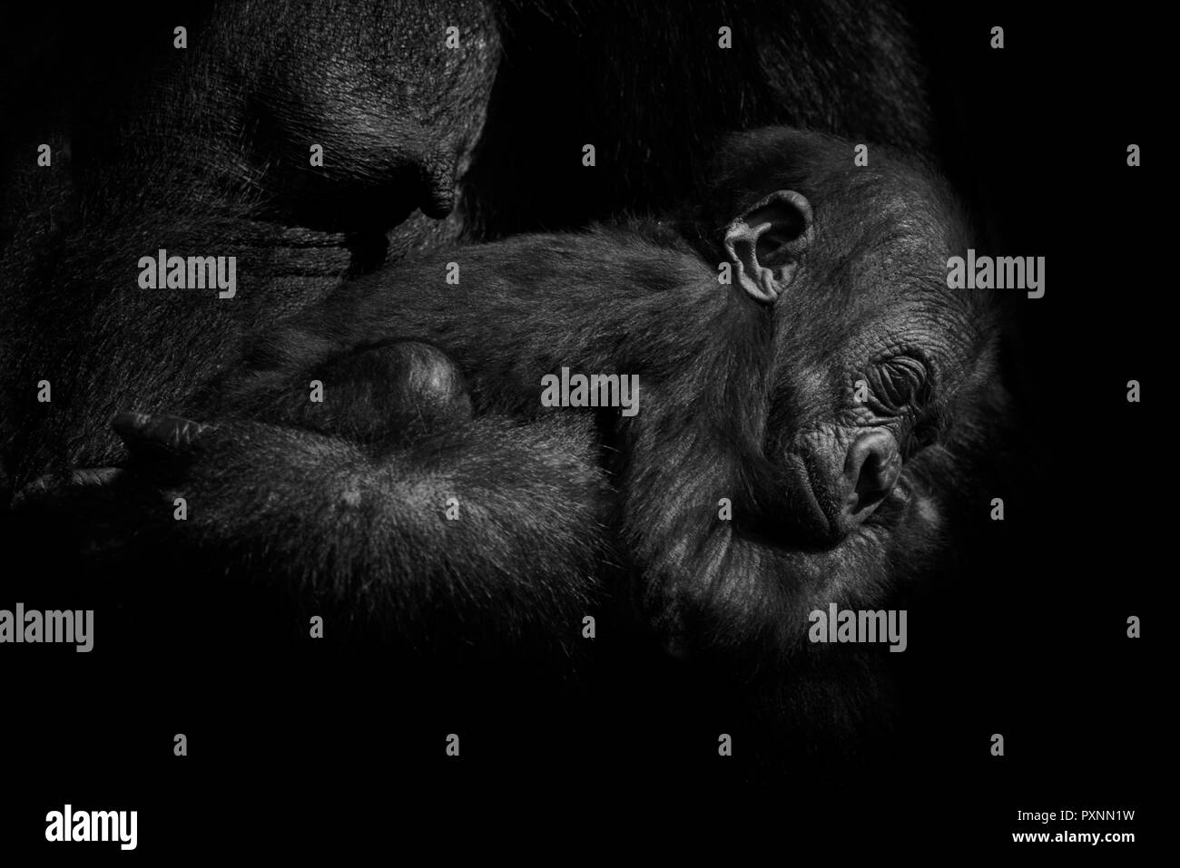 Gorilla Baby gehalten, die von der Mutter Stockfoto