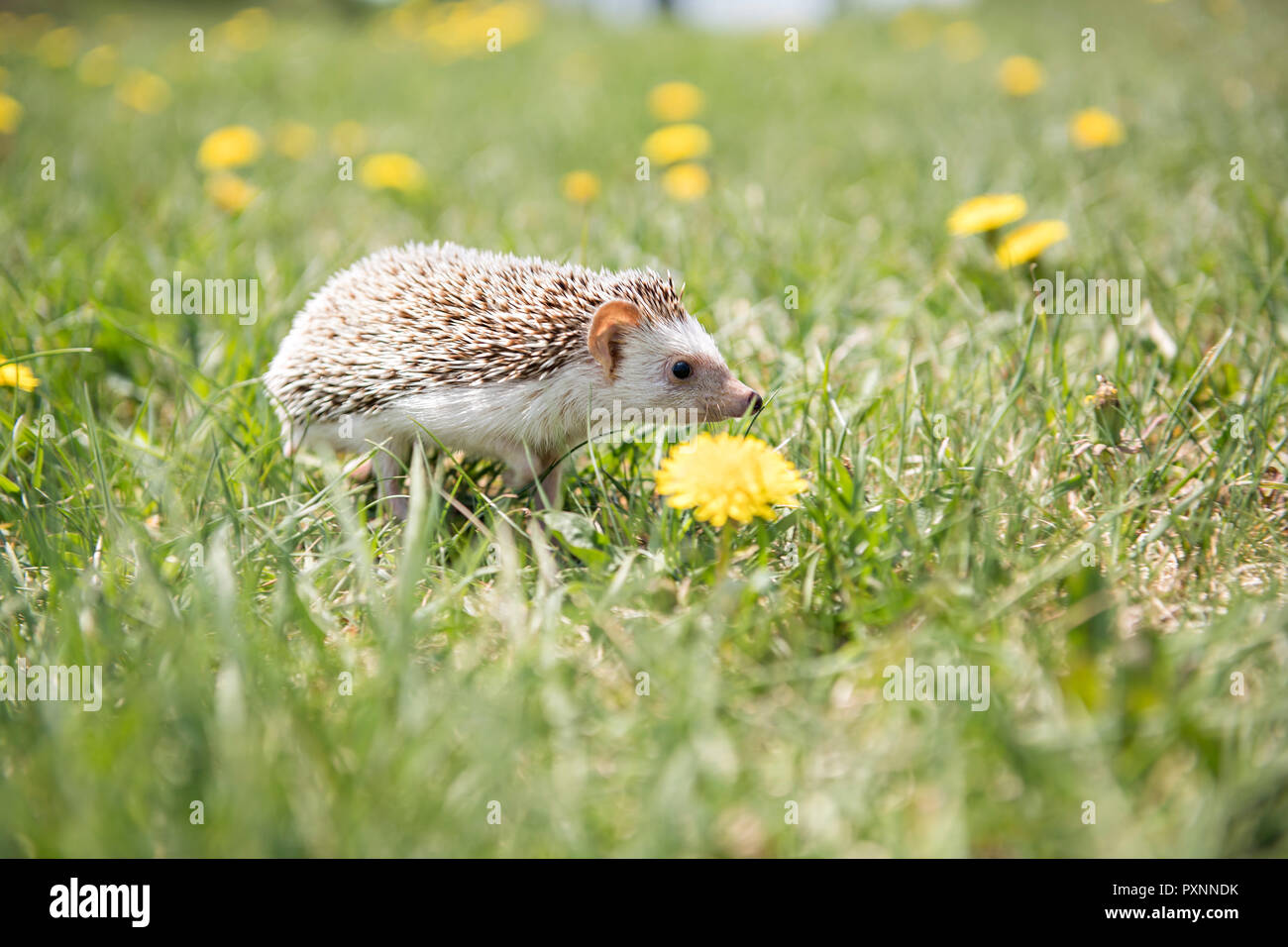 Igel sommer Fotos und Bildmaterial in hoher Auflösung Alamy