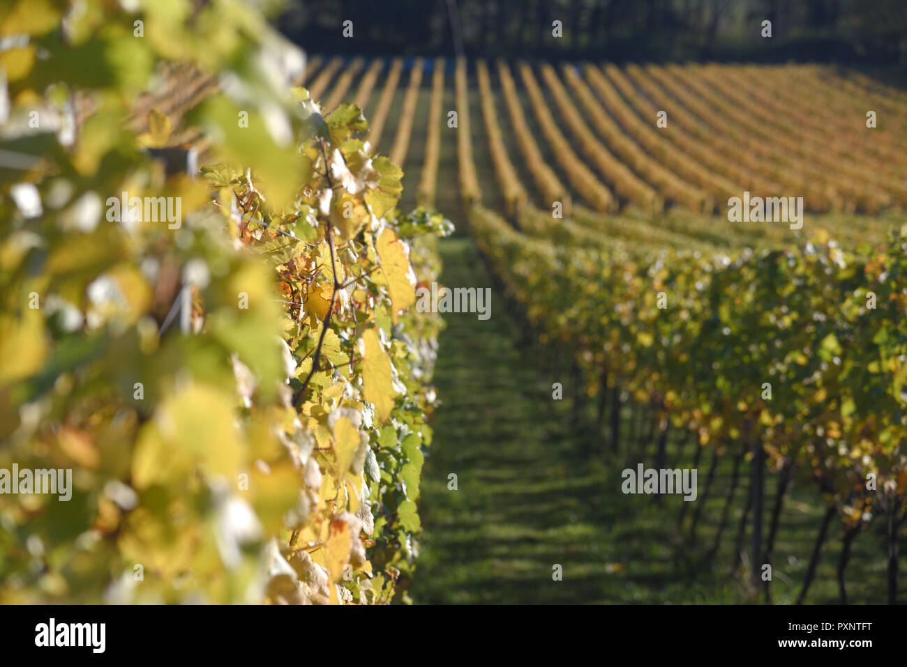 Albury organische Weinberg im Herbst Stockfoto