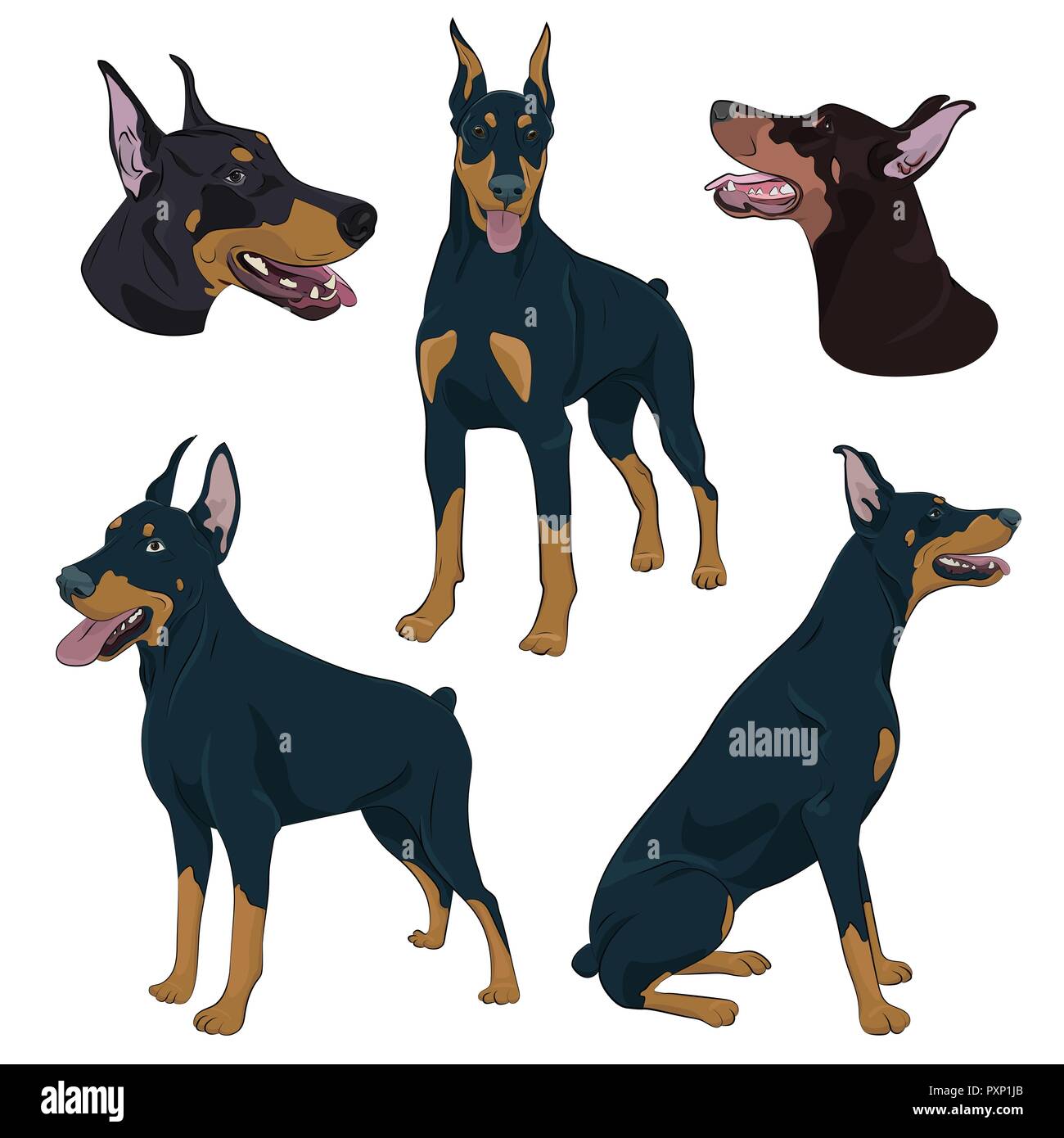 Dobermann in unterschiedlichen Posen. Watchdog handgezeichnete Illustrationen. Dobermann auf weißem Hintergrund. Stock Vektor
