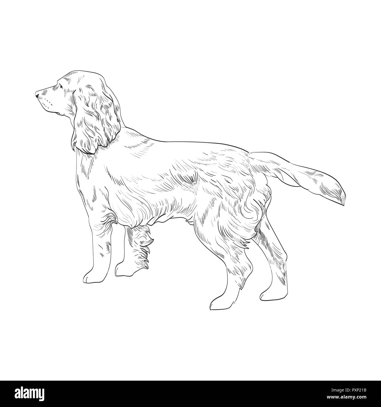 Cocker Spaniel Hand gezeichnete Skizze auf weißem Hintergrund. Seitenansicht des English Cocker Spaniel hund. Stock Vektor