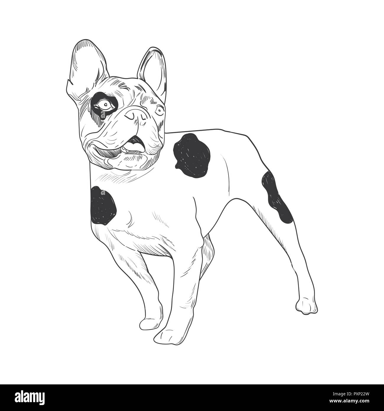malvorlagen franzosische bulldogge gezeichnet