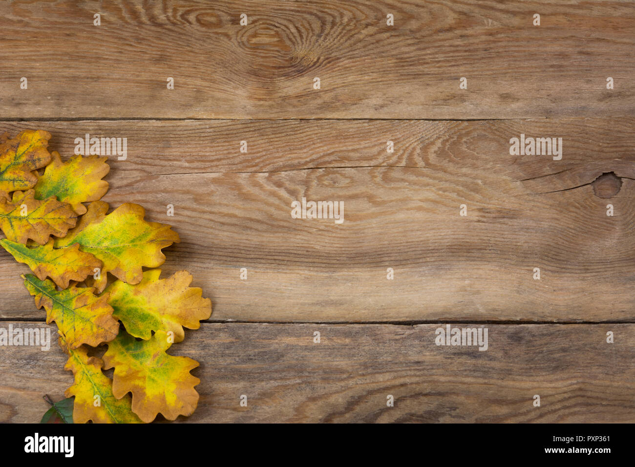 Thanksgiving rustikal Gruß Hintergrund mit gelb grün Eichenlaub, Kopie Raum Stockfoto