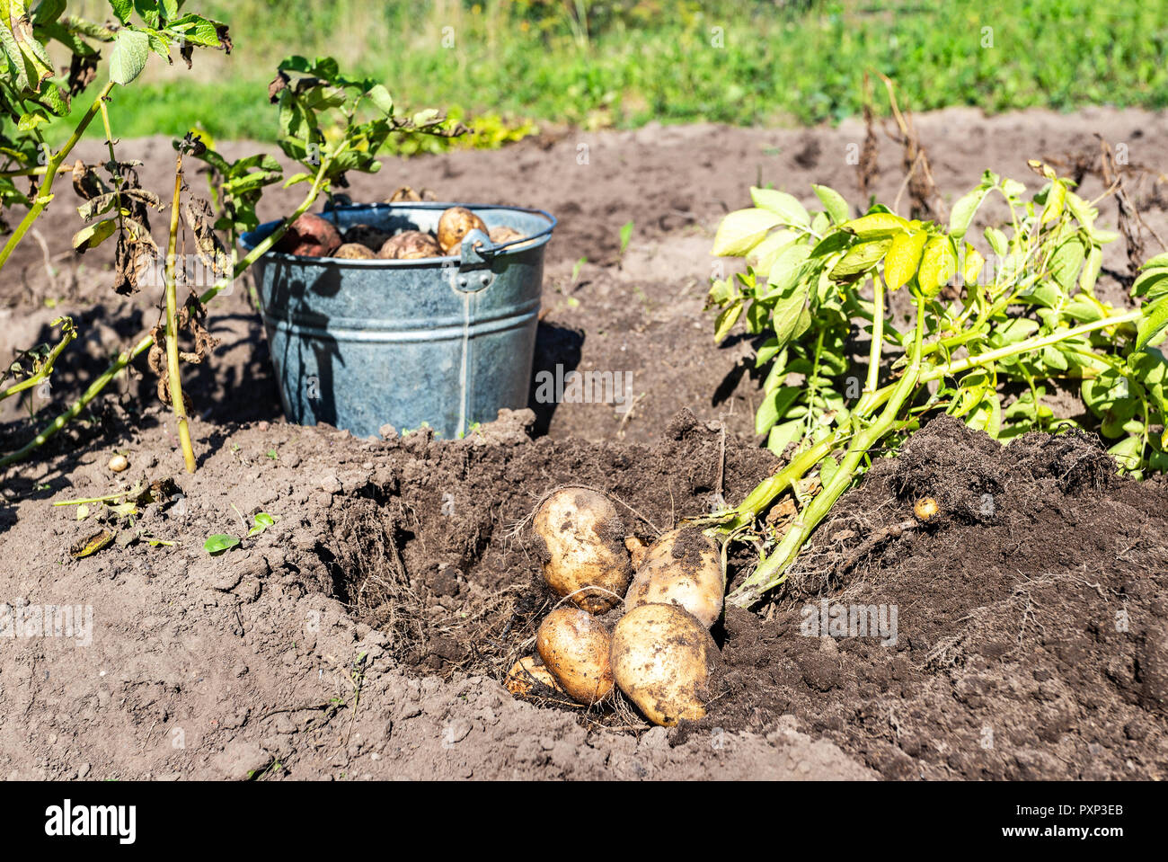 Frisch gegraben Biokartoffeln im Gemüsegarten in sonniger Tag. Kartoffel Ernte auf dem Feld Stockfoto