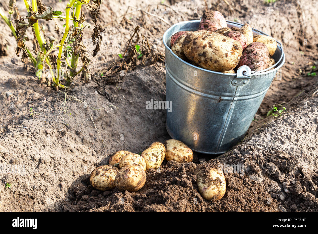 Frisch gegraben Biokartoffeln im Gemüsegarten in sonniger Tag. Kartoffel Ernte auf dem Feld Stockfoto