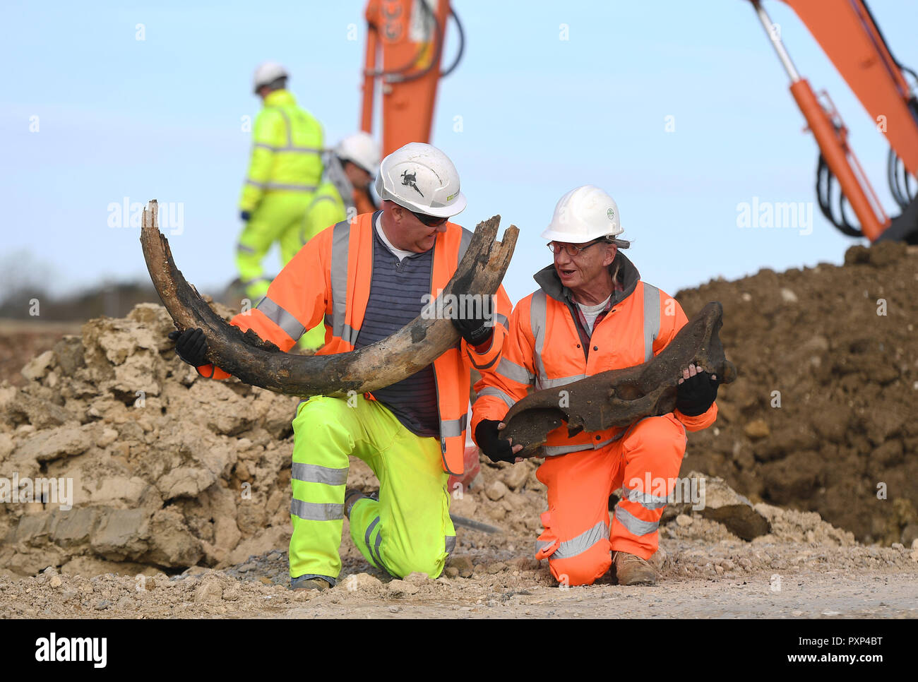 Bagger Maschinenbediener Darren Hickman (links) und MOLA Landspitze Archäologe Bill Boismier halten Sie den stosszahn eines Mammuts und der Schädel eines Rhino, geglaubt, um 130.000 Jahre alt sein, der während der Arbeiten an der A14 Verbesserung Regelung zwischen Cambridge und Huntingdon gefunden wurden. Stockfoto