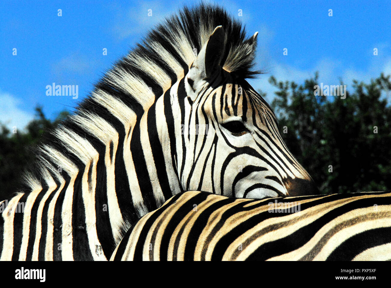 Diese fast abstrakten Nahaufnahme von zwei schönen Zebras zusammen erinnern uns daran, dass alle von der gleichen Streifen. Eine große Metapher für eine gemeinsame Menschheit Stockfoto