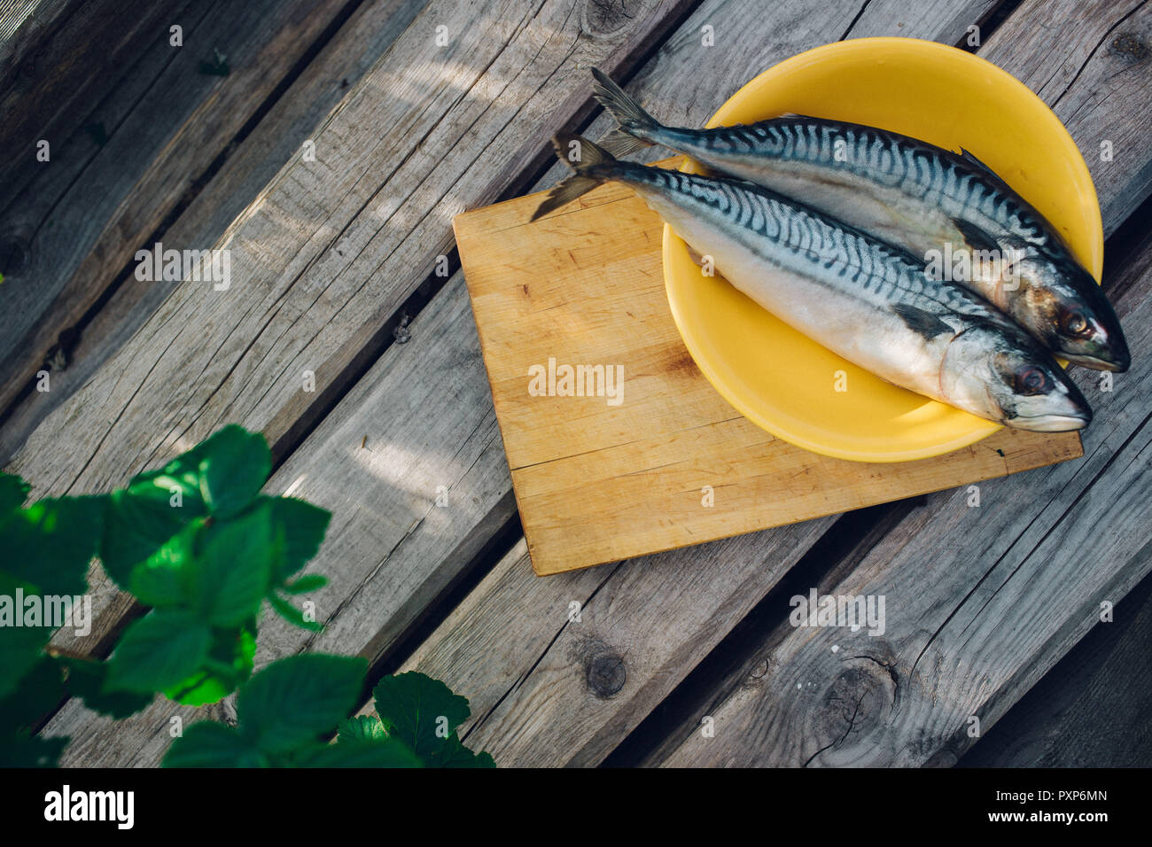 Zwei frischen Fisch auf einem Schneidebrett, kochen Makrele, fishtails Nahaufnahme Stockfoto