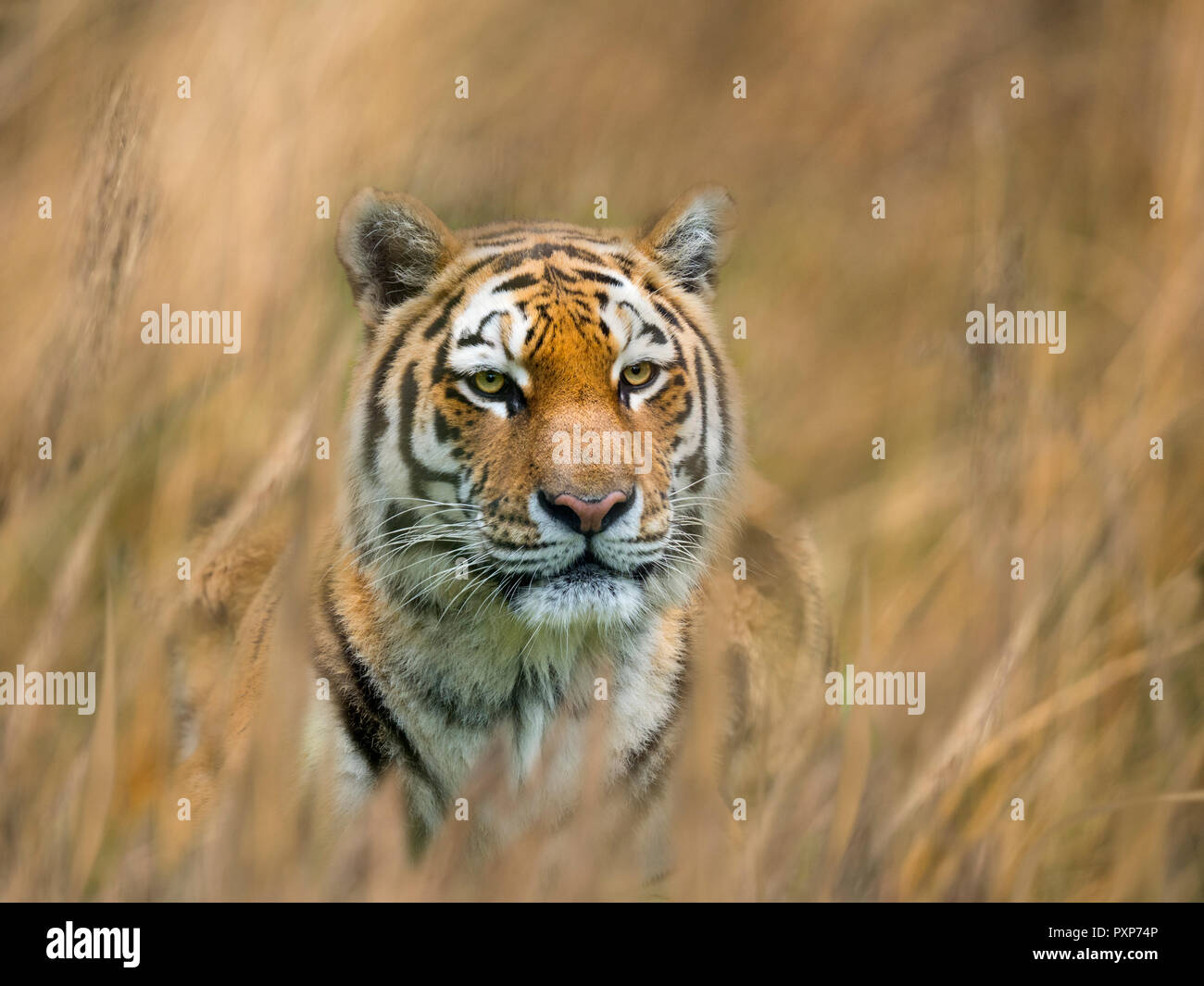 Sibirischer Tiger Panthera tigris tigris oder Amur Tiger Stockfoto