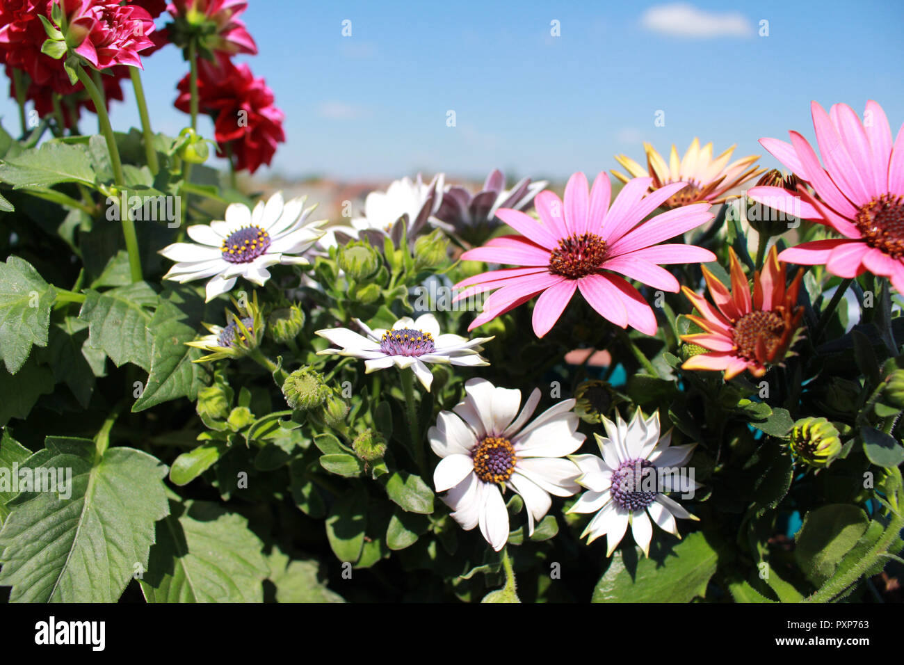 Natürlich schöne Blume Gerbera in Garten Stockfoto