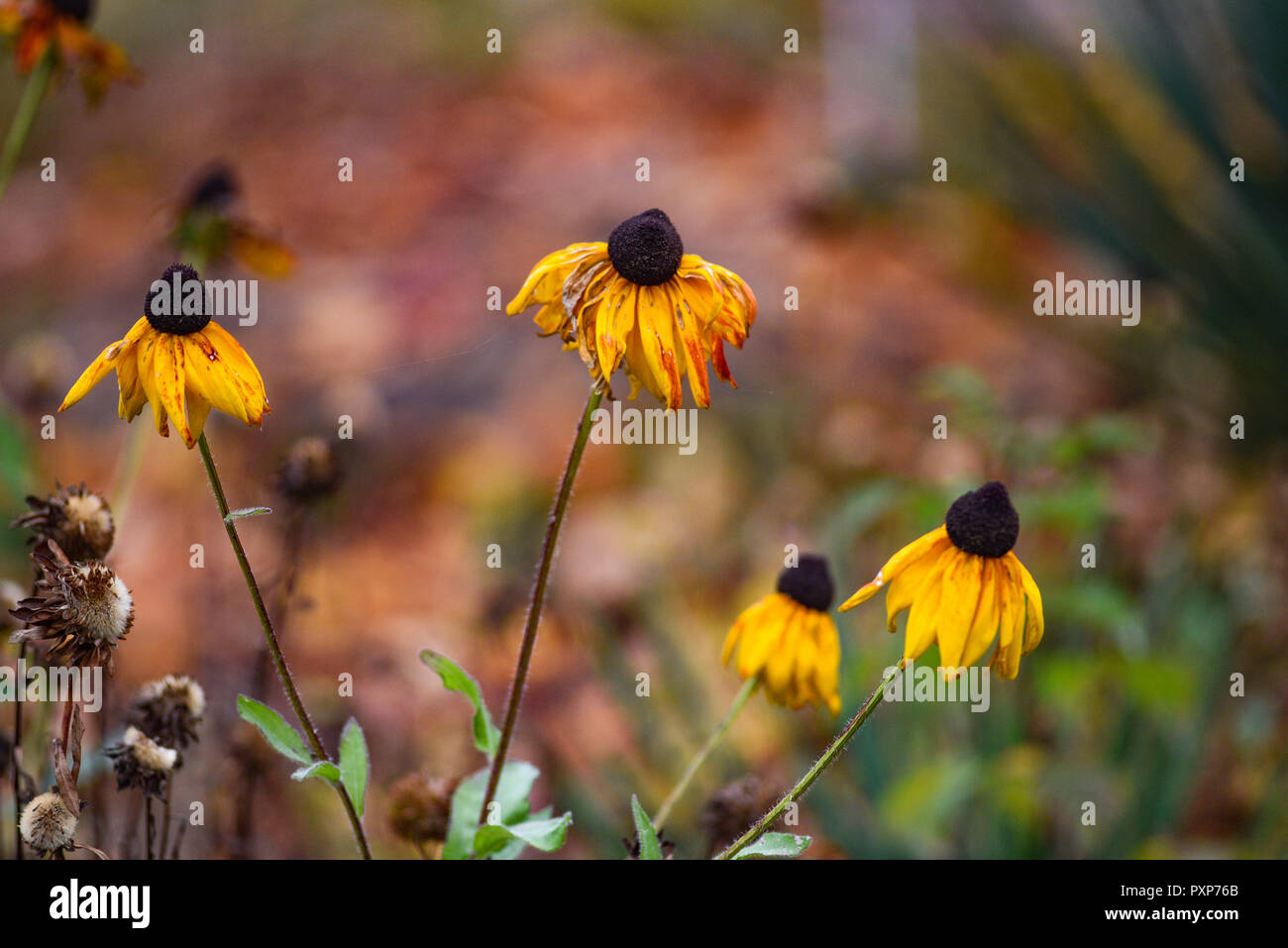 Schönen Herbst coneflower im Garten. Stockfoto