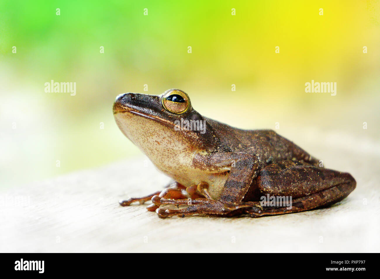 Ein laubfrosch ist jede Art von Frosch, der ein großer Teil der Lebensdauer  in Bäumen, als eine bekannte verbringt. Mehrere Linien der Frösche unter t  Stockfotografie - Alamy