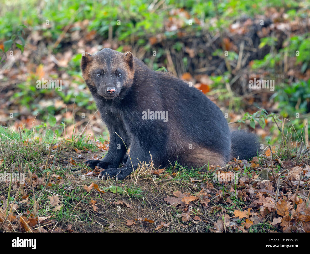 Wolverine Gulo Gulo Captive Stockfoto