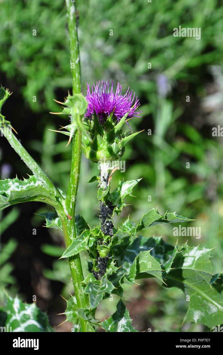 Mariendistel (Silybum Marianum) Stockfoto