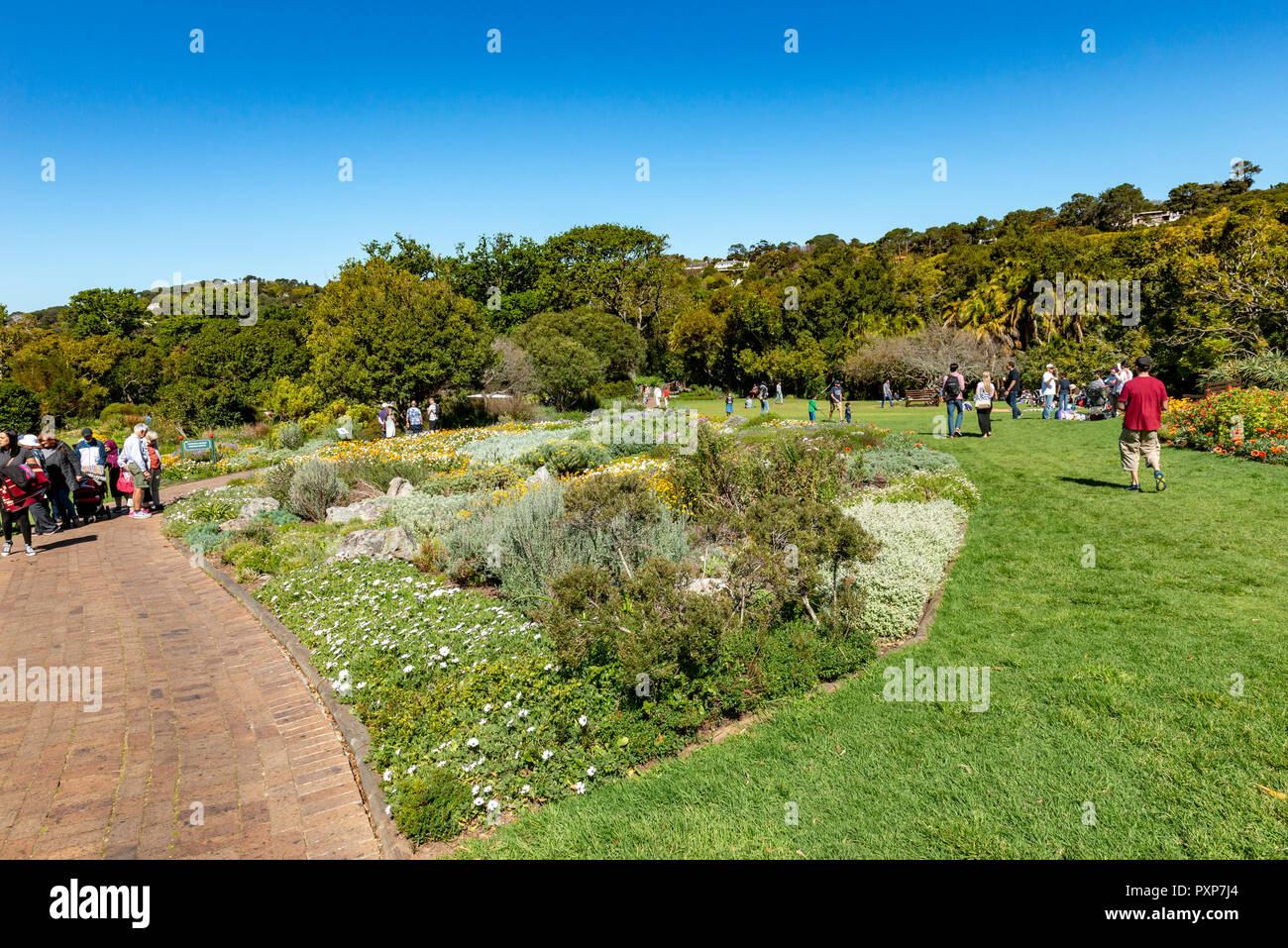 Der Botanische Garten von Kirstenbosch, in Newlands, Kapstadt, Südafrika Stockfoto