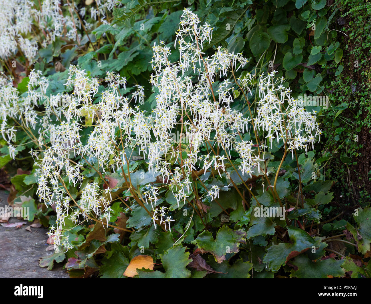 Weiß Herbst Blumen Der winterharte Staude Wald Pflanze, Saxifraga undulata Stockfoto
