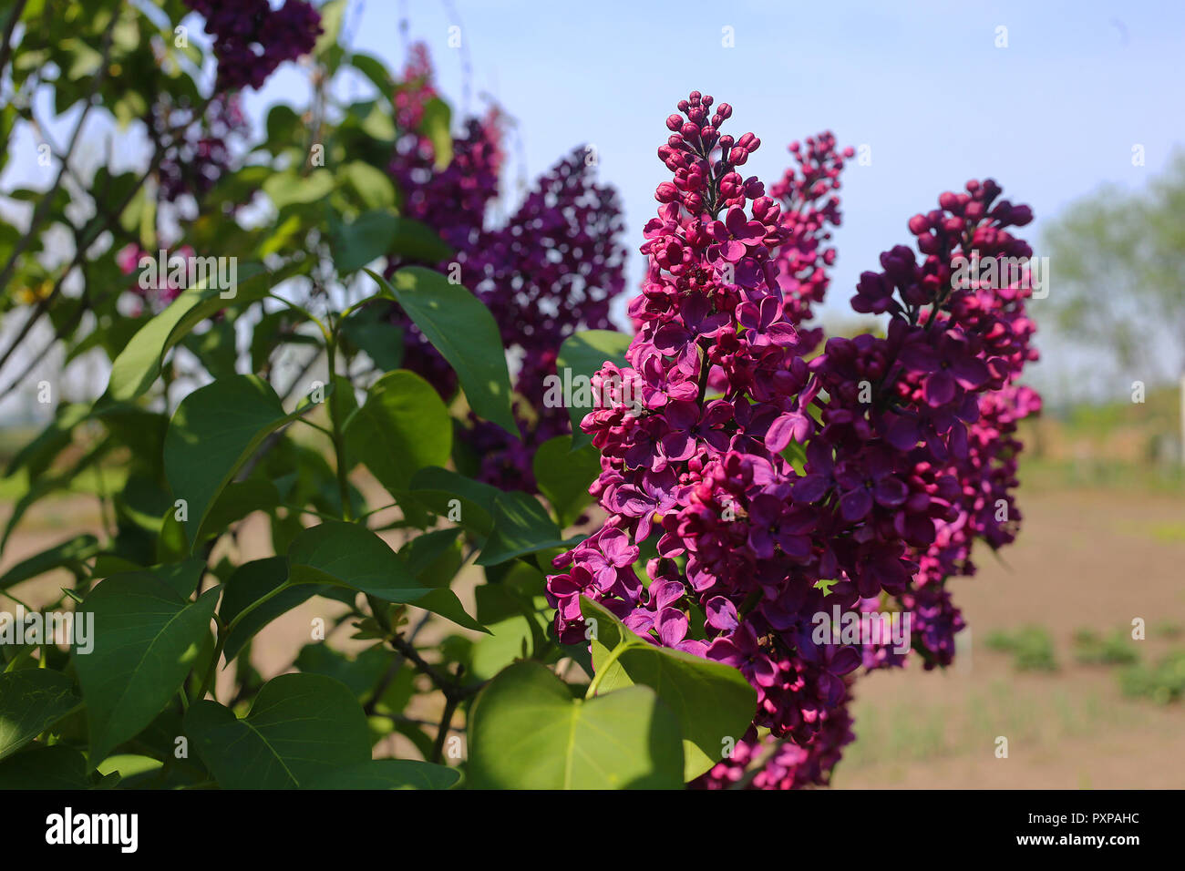 Holunderblüten blühen auf Zuteilungen in Großpolen Stockfoto