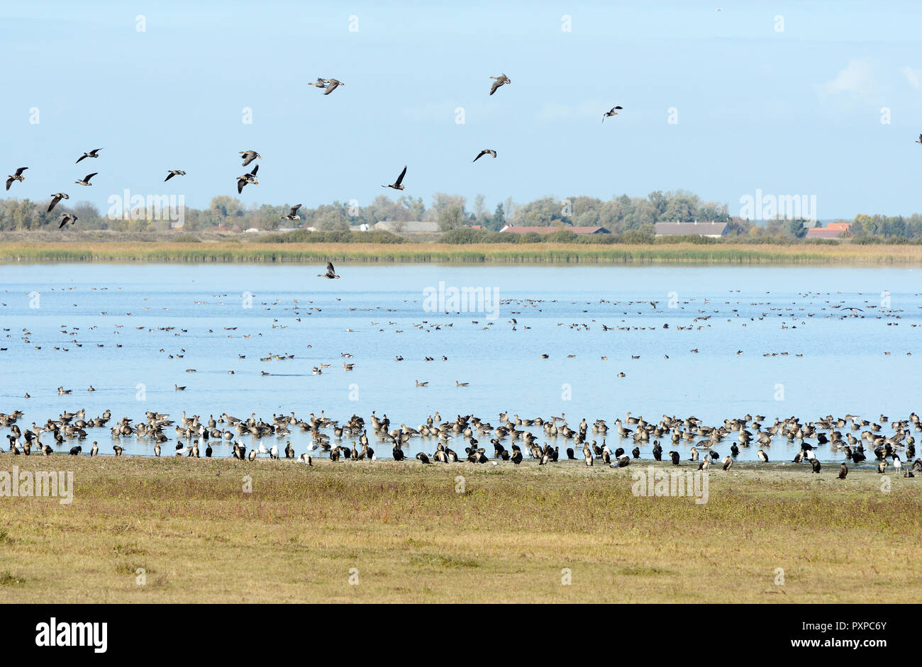 Flying Herde von Graugans (Anser anser), während im Herbst die Migration auf einem See im Havelland, Deutschland ruht. Guelper sehen. Stockfoto