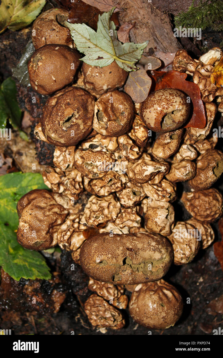 Reifen Stump Puffball Lycoperdon pyriforme Stockfoto