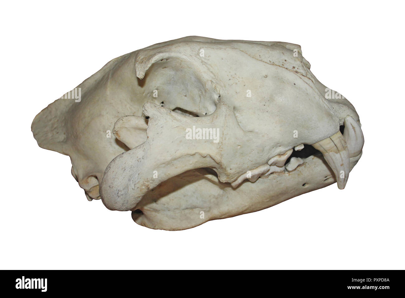 Löwe (Panthera leo) Schädel Stockfoto