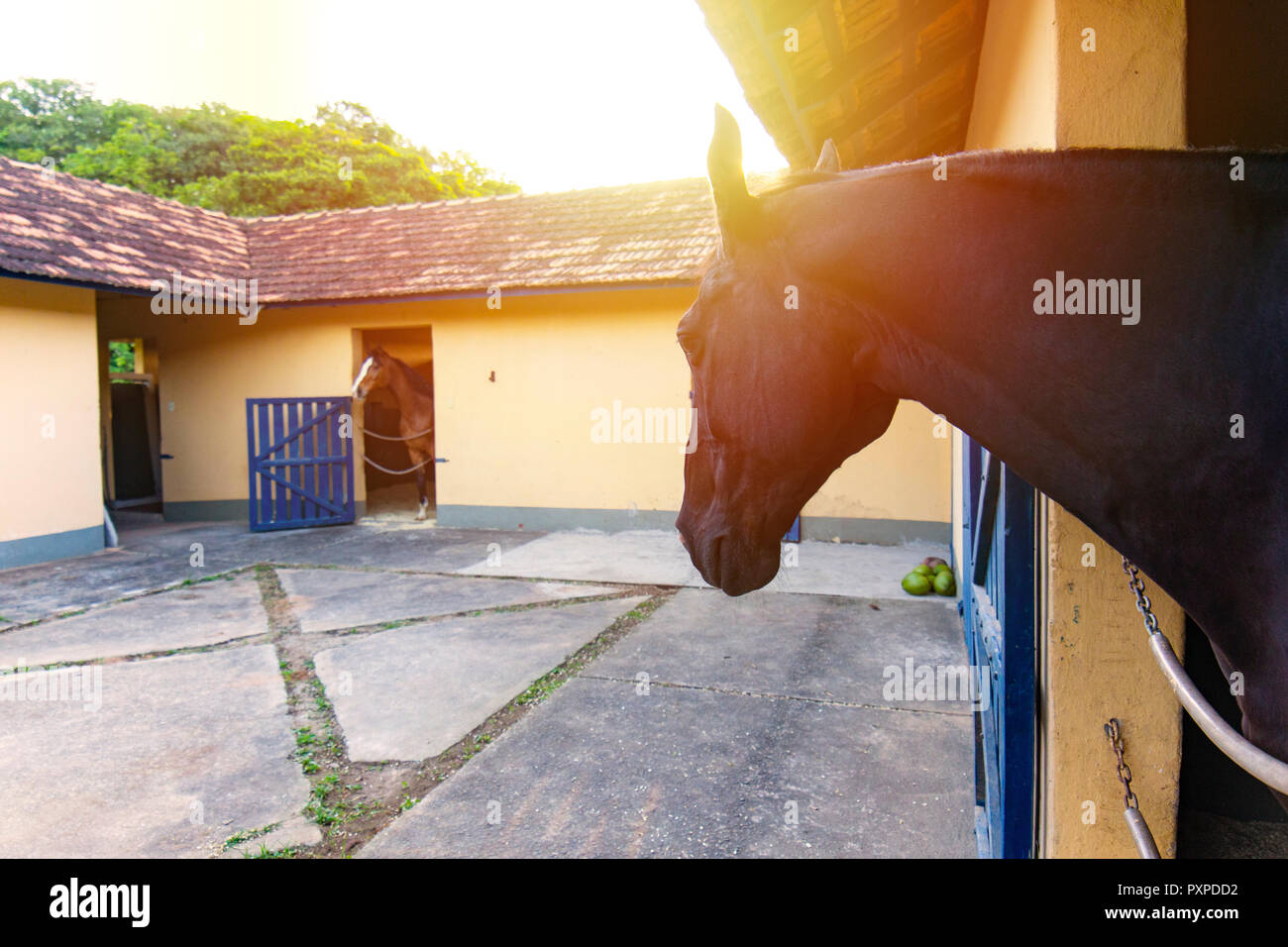 Pferde im Stall beobachten, wie die Sonne Stockfoto
