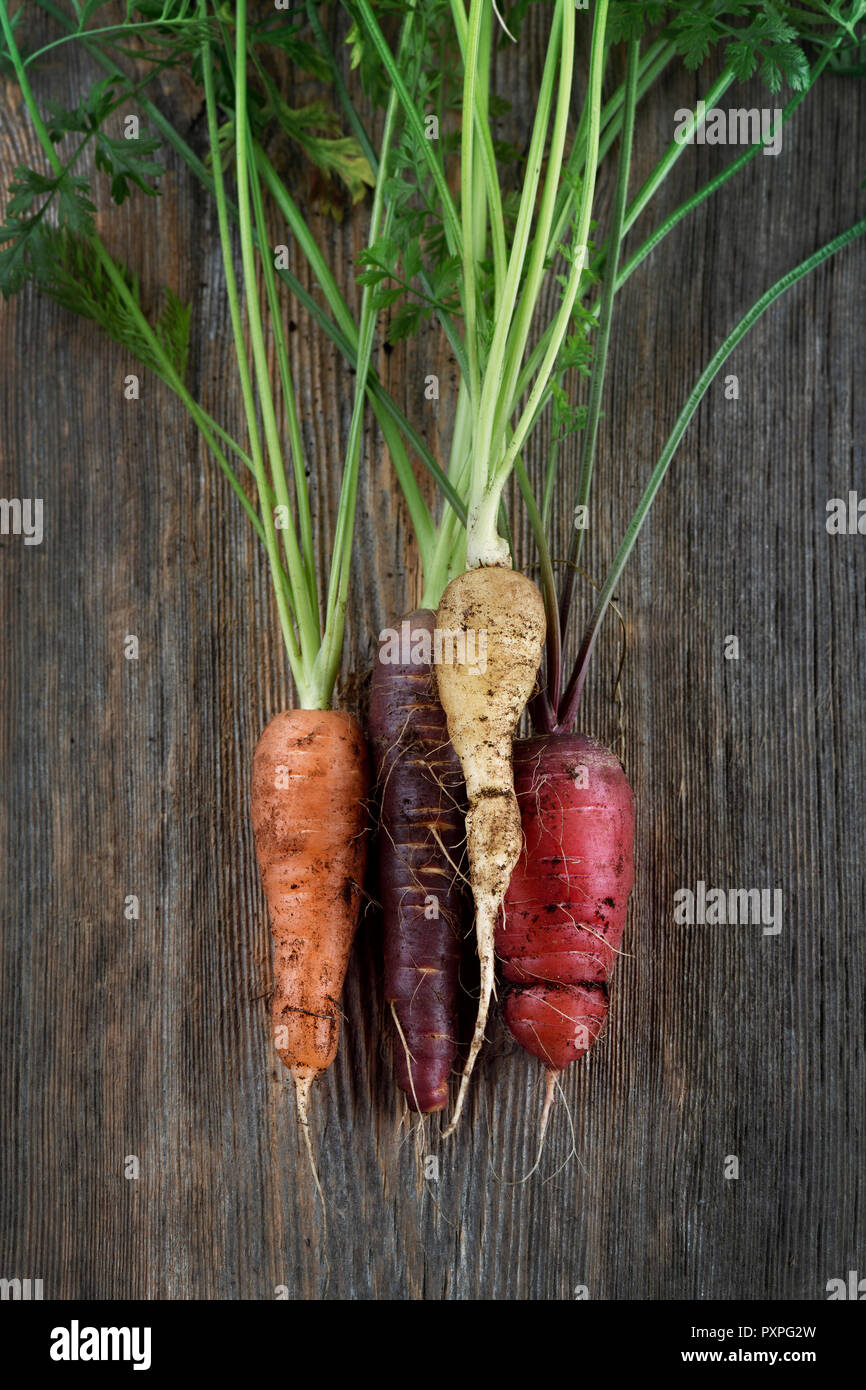 Organische frisch gepflückte Erbstück Karotten in verschiedenen Farben, Lila, Rot, Orange und Weiß, künstlerische noch Leben auf der rustikalen, mit Holz Hintergrund Stockfoto