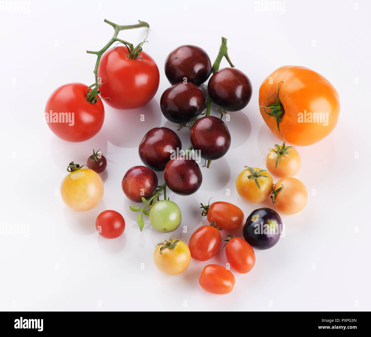Organische heirloom Tomaten in einer Vielzahl von Größen und Farben, von Violett Indigo Rose, rote und gelbe Kirschtomaten noch Leben auf der weißen Bac isoliert Stockfoto