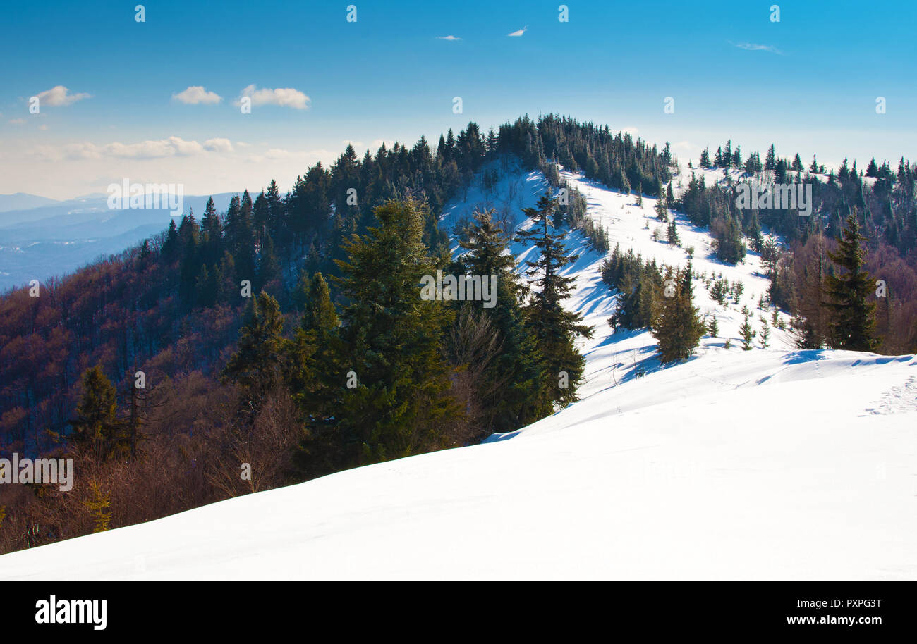 Ein Hügel in Schnee auf dem Hintergrund des Karpatenbogens abgedeckt und ein Wald mit immergrünen Fichten und Kiefern. Sonnige frostigen Wintertag; Stockfoto
