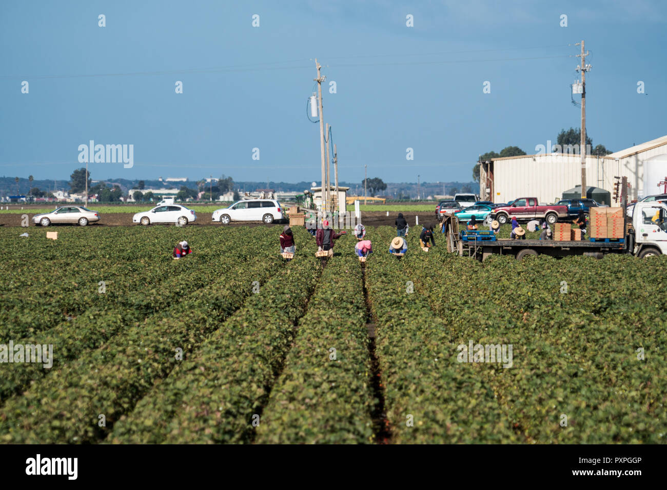 Salinas, Kalifornien - 17. Oktober 2017: Migrant migrant saisonale landwirtschaftliche Arbeitnehmer und Paket Obst und Gemüse arbeiten in den Bereichen der Sali Stockfoto