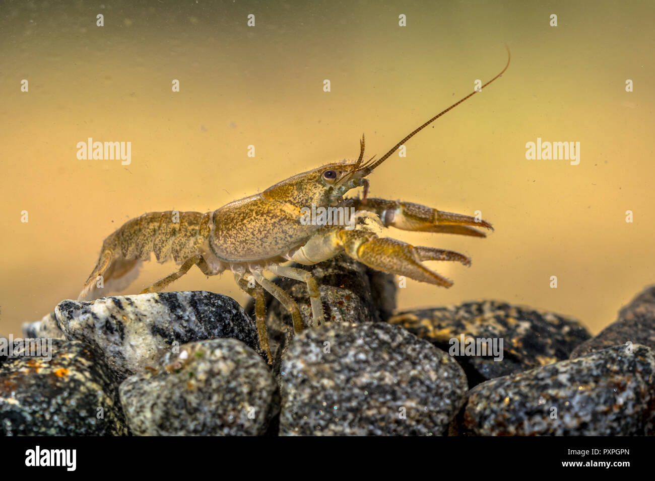 Europäischer Flusskrebs (Astacus astacus) Wandern im Fluss auf felsigen Flussbett Stockfoto