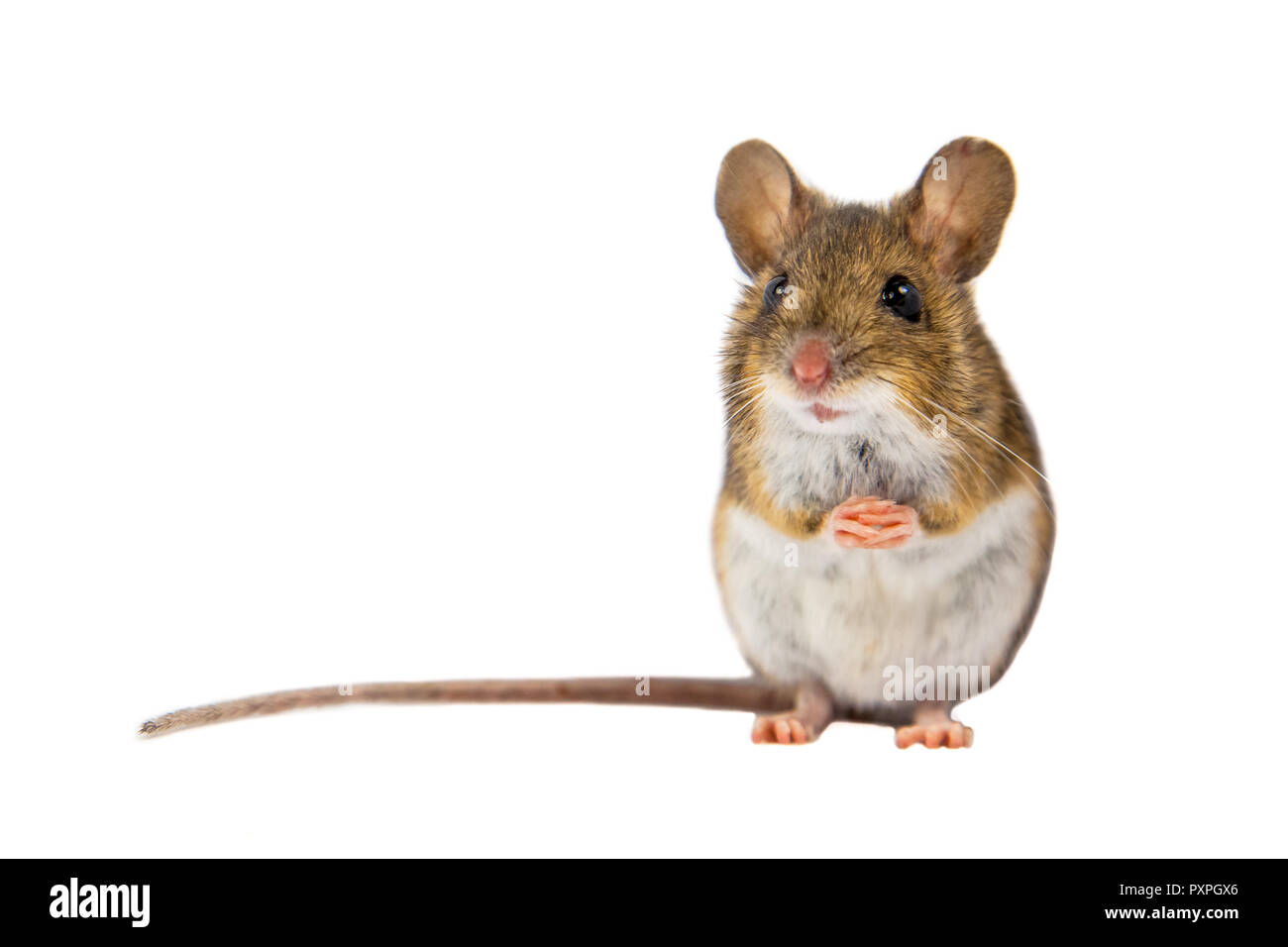 Holz Maus (APODEMUS SYLVATICUS) sitzt geduldig auf die Hinterbeine und schaut in die Kamera auf weißem Hintergrund Stockfoto